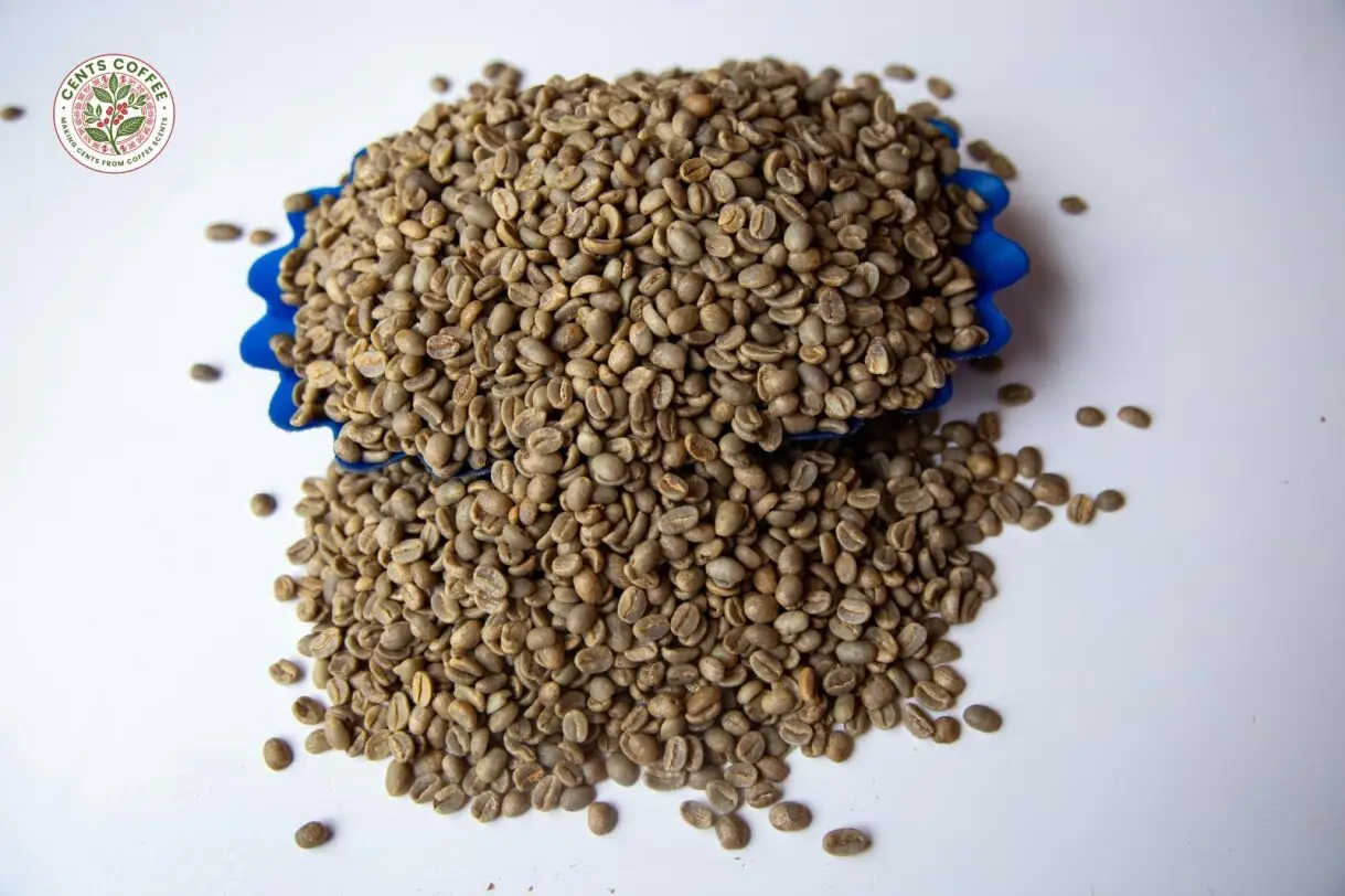 Robusta coffee beans premium grade