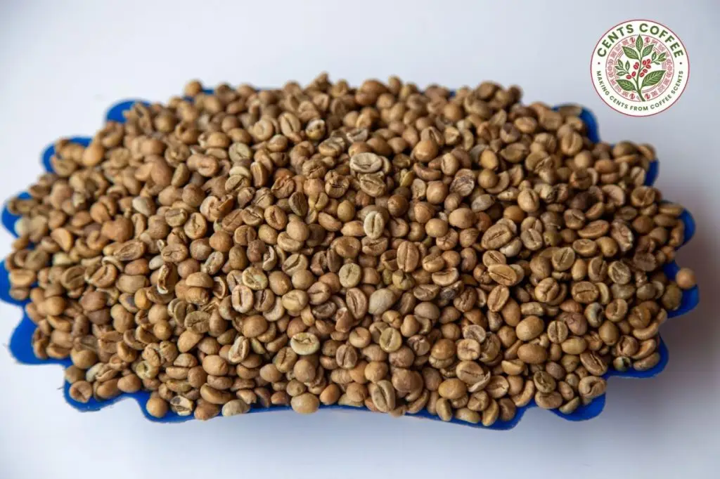 Robusta Coffee Screen 15