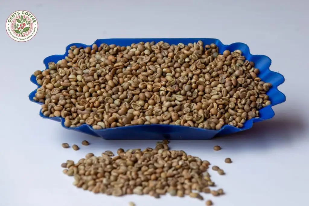 Robusta Coffee Screen 12