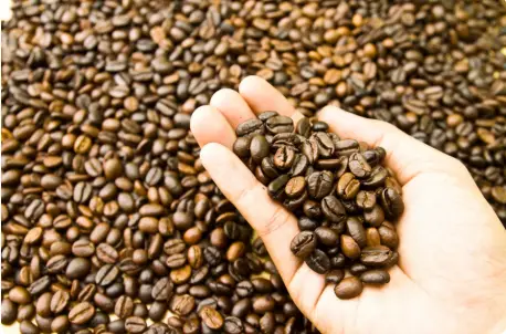 Organic green coffee beans