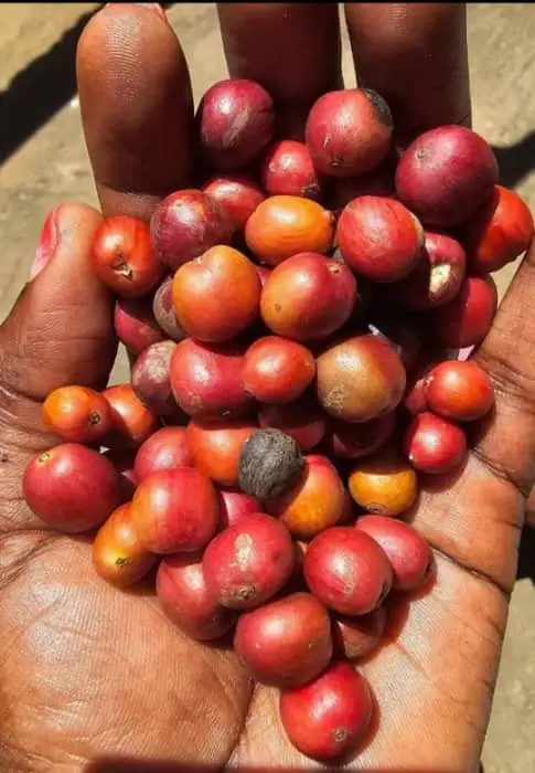 A hand-picked selection of ripe cherries, harvested at peak ripeness