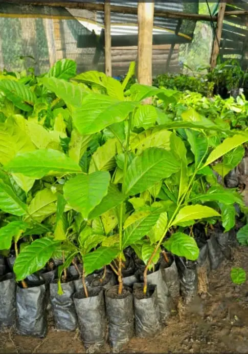 Coffee seedlings in one of our nursery beds, ready for transplanting.