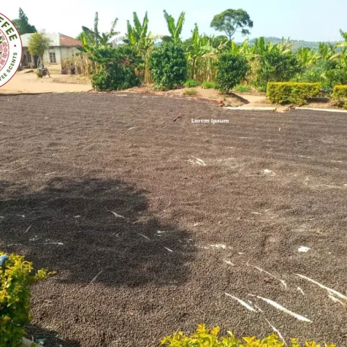 HOMEPAGE BACKGROUND 3