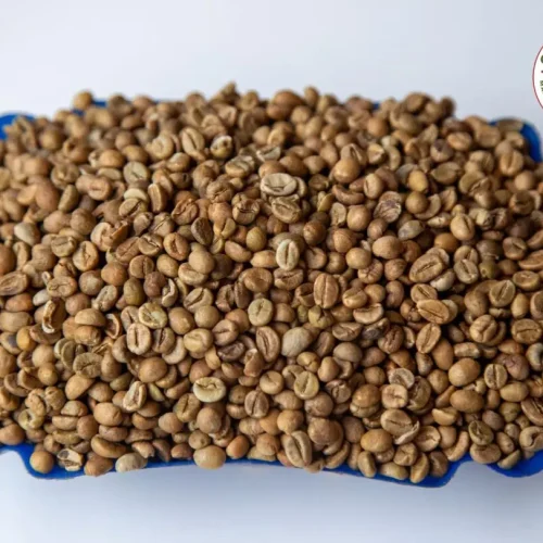 Robusta Coffee Screen 15