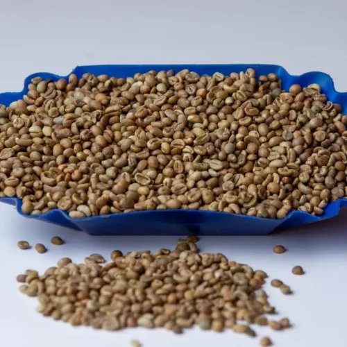 Robusta Coffee Screen 12